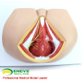 VENDER 12463 Life Size Anatomy Biology Education Male Perineum Medical Model